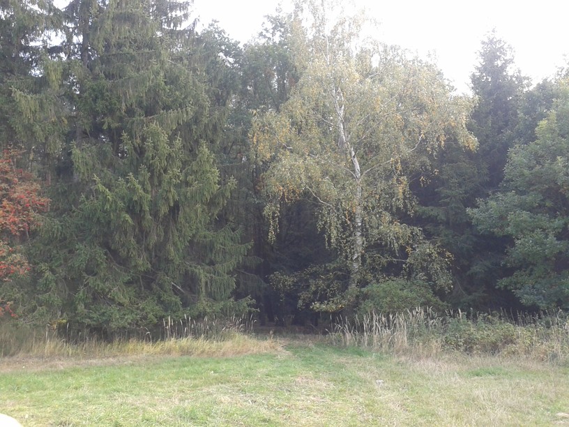 CESTA U BŘÍZY VEDE K NALEZIŠTI