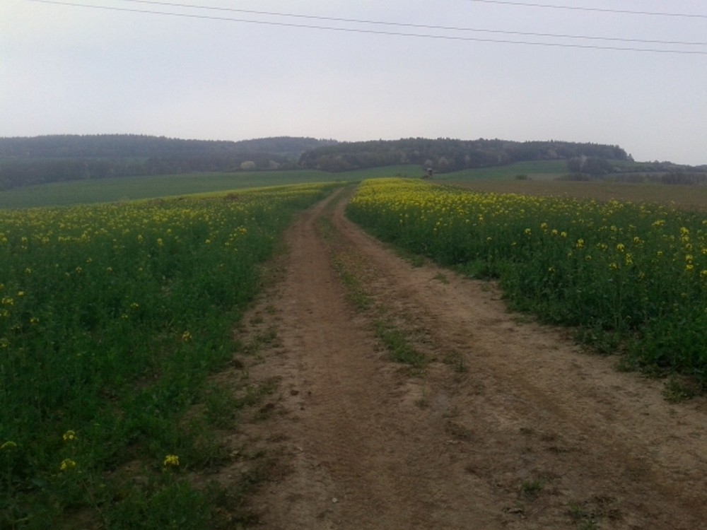 TATO CESTA VÁS DOVEDE K HALDĚ