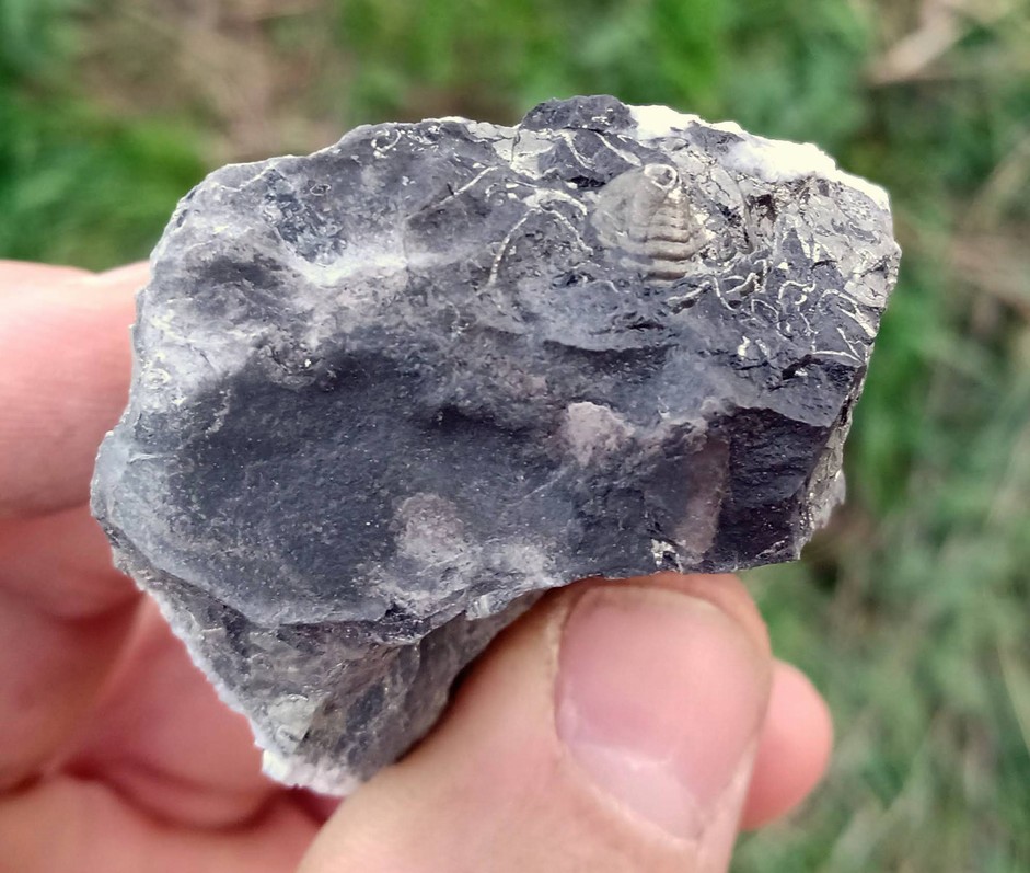 VZOREK S PYRITIZOVANÝM TRILOBITEM